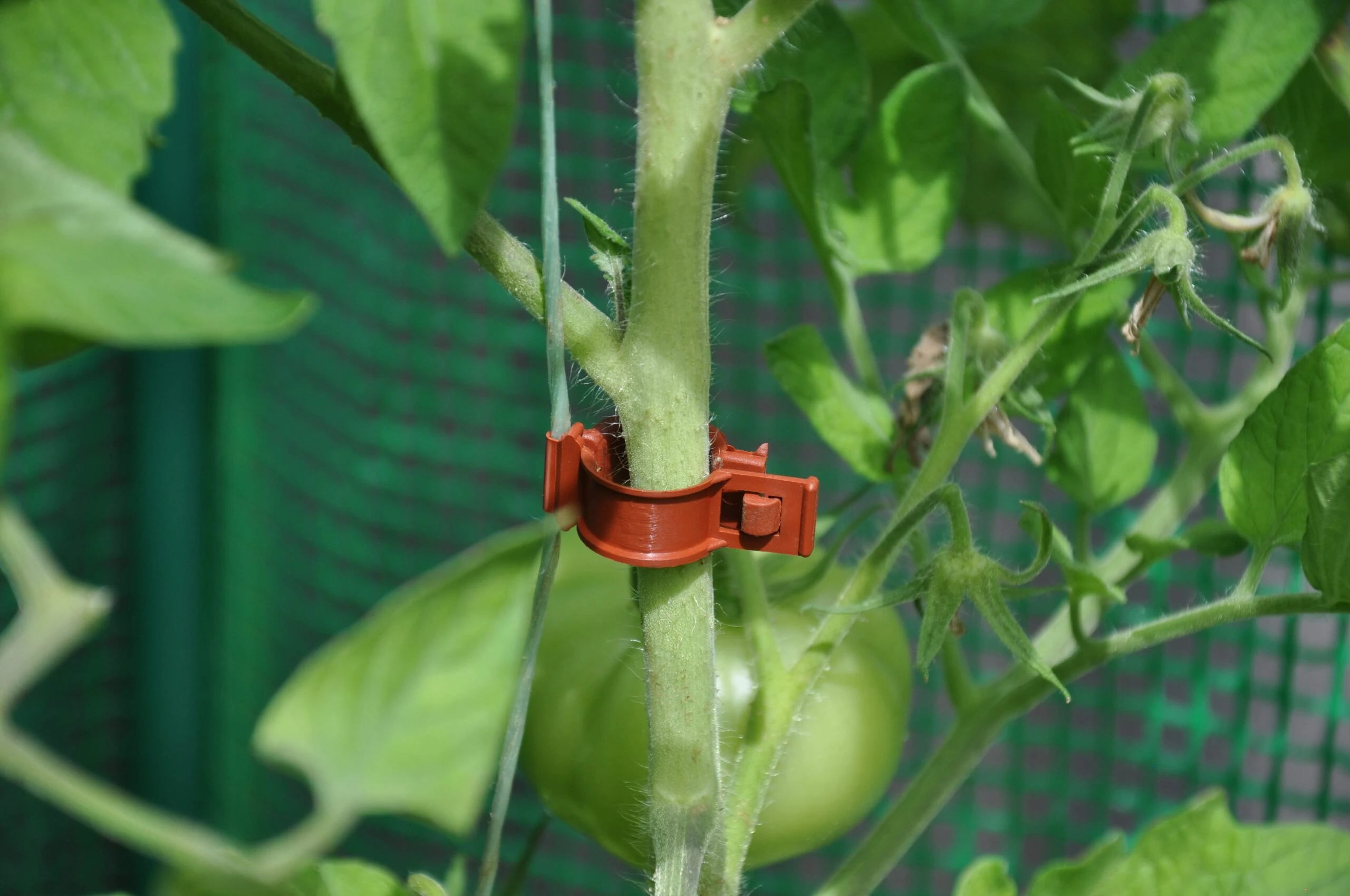 Royal Well Tomaten Clips 20 stuks - Afbeelding 3